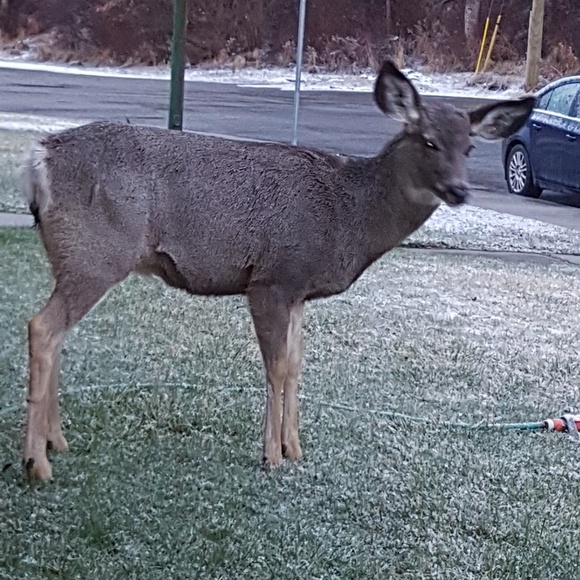 Meet your Posher, Christine - Picture 1 of 1